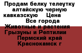 Продам белку телеутку алтайскую,черную кавказскую. › Цена ­ 5 000 - Все города Животные и растения » Грызуны и Рептилии   . Пермский край,Краснокамск г.